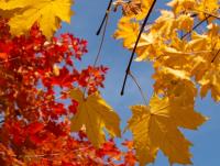 Acer platanoides Emerald Queen