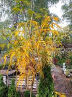 Клён остролистный Палдиски (Acer platanoides Paldiski) С12