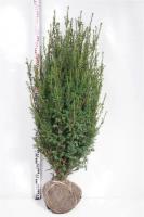 Тисс средний Хикси Taxus 120cm RBТисс средний Хикси Taxus 120cm RB