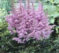 Астильба Арендса Astilbe arendsii 'Hyazinth' (свет-фиол,метел,Lсоц=21-23см,D=10см,VII,Н=80-90см)