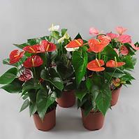 Антуриум Anthurium Andreanum Mix 14/50