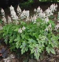 Тиарелла сердцелистная Tiarella cordifolia (цв.белые,V-VI,Н=25см)