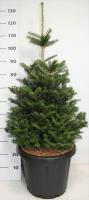 Пихта корейская (Abies koreana H9m,B3m) 100см RB