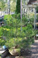 Сосна черная (Pinus nigra)