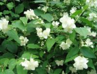 Чубушник венечный (Philadelphus coronarius C5 45-55)