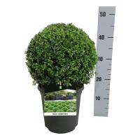 Buxus sempervirens