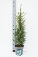 Juniperus comm. 'Hibernica'