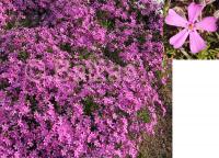 Флокс шиловидный Phlox subulata 'Brightness' (тёмно-розовый,V-VI,Н=15-18см)
