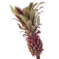 Ананас Ananas Medium