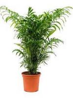 Хамедорея Chamaed Elegans D17 H70cm