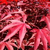 Клен дланевидный Acer Palmatum Atropurpureum