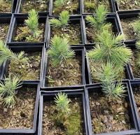 Ель колючая ф. сизая (Picea pungens f. glauca Rio Grande)