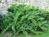 Можжевельник казацкий (Juniperus sabina 'Tamariscifolia' Н0,8м,В2м)