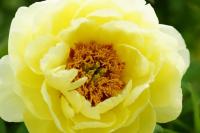 Пион древовидный Paeonia Suffruticosa