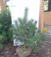 Сосна черная (Pinus nigra Н6м В2-3м)