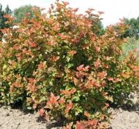Пузыреплодник калинолистный Эмбер Джубил (Amber Jubilee H2m) 50cm C3