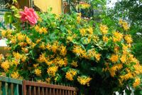 Lonicera x tellmaniana Жимолость Тельмана (Н=3-4м,цв.жёлт,плод ярко-оранж,лист зел)