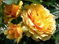 Роза флорибунда Amber Queen ®
