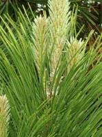 Сосна черная (Pinus nigra Н6м В2-3м)  25cm С4