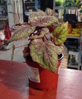 Бегония рекс Beleaf Morning Dew D12