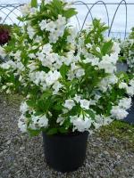 Вейгела Weigela 'bristol Snowflake' C7