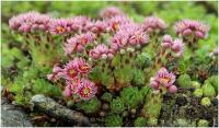Молодило горное Sempervivum