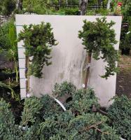Можжевельник прибрежный Эмералд Си (Juniperus communis Emerald Sea) PA