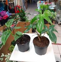 Филодендрон Philodendron С1