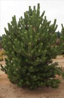 Сосна черная (Pinus nigra 'Oregon Green')(60-80,C26) Высота 4-6 м, ширина 4-4,5 м Vе
