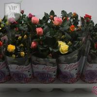 Роза Rosa 'beau Monde' ...mix / A1