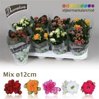 Каланхое 4 Kleuren  12 EU