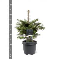 Пихта корейская (Abies koreana H9m,B3m)  30-40 С3