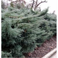 Можжевельник виргинский (Juniperus virginiana Grey Owl)