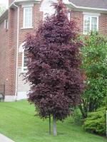 Клен остролистный Acer platanoides Crimson Sentry