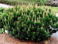 Сосна горная (Pinus mugo Mughus