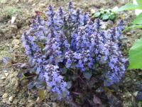 Живучка ползучая Ajuga reptans 'Black Scallop' (тёмно-синяя,Н=15см,V-VI,лист тёмно-крас-пурп)