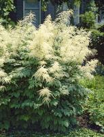 Волжанка Aruncus Dioicus Н150см