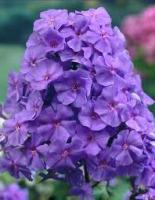 Флокс метельчатый Аметист
