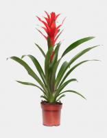 Гузмания Guzmania Ostara 40