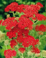 Тысячелистник Achillea Millefolium Paprika Н=60см