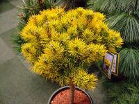 Сосна горная Pinus mugo Winter Gold на штамбе