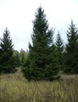 Ель обыкновенная Picea abies