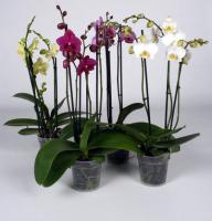 Орхидея Phalaenopsis 3 ств.12 EU