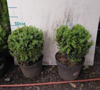 Самшит вечнозеленый Buxus Sempervirens 25-30 С3