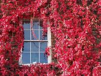 Parthenocissus quinquefolia