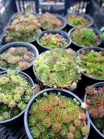 Молодило горное Sempervivum С1
