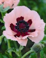 Мак Papaver Or. Kleine Tanzerin С2