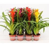 Гузмания Guzmania ...mix 8 12/50