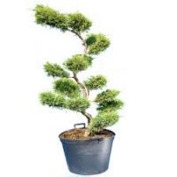 Juniperus media 'Pfitzeriana Aurea' Н-1м В-3м) BONSAI 125+ C45