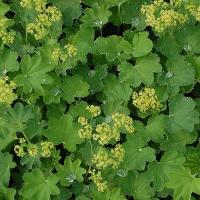 Манжетка мягкая Alchemilla mollis Робустика (зел-желт,V-IX,Н=60/40см) С2